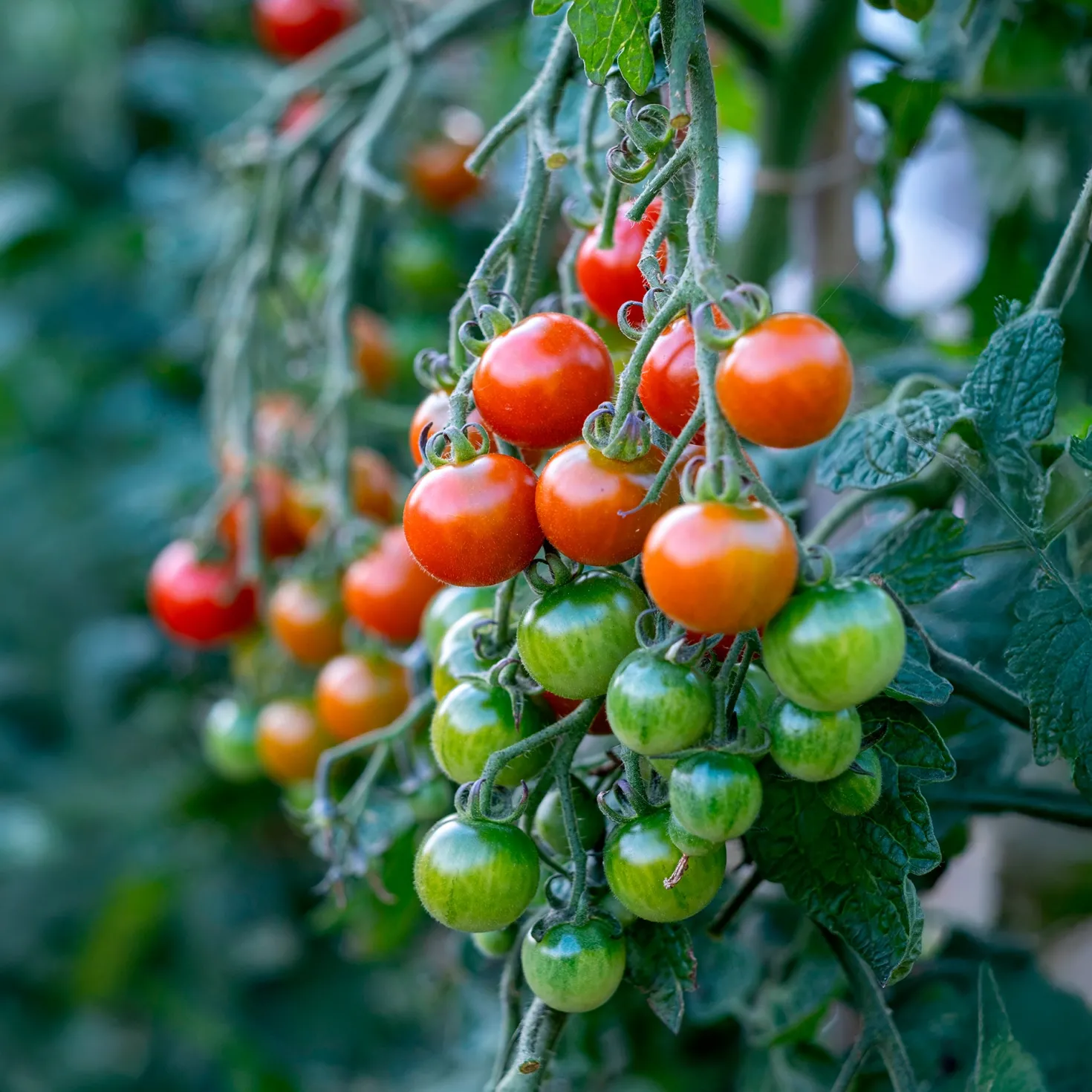 Tomate Gardeners Delight - Süße Ernte, kinderleicht