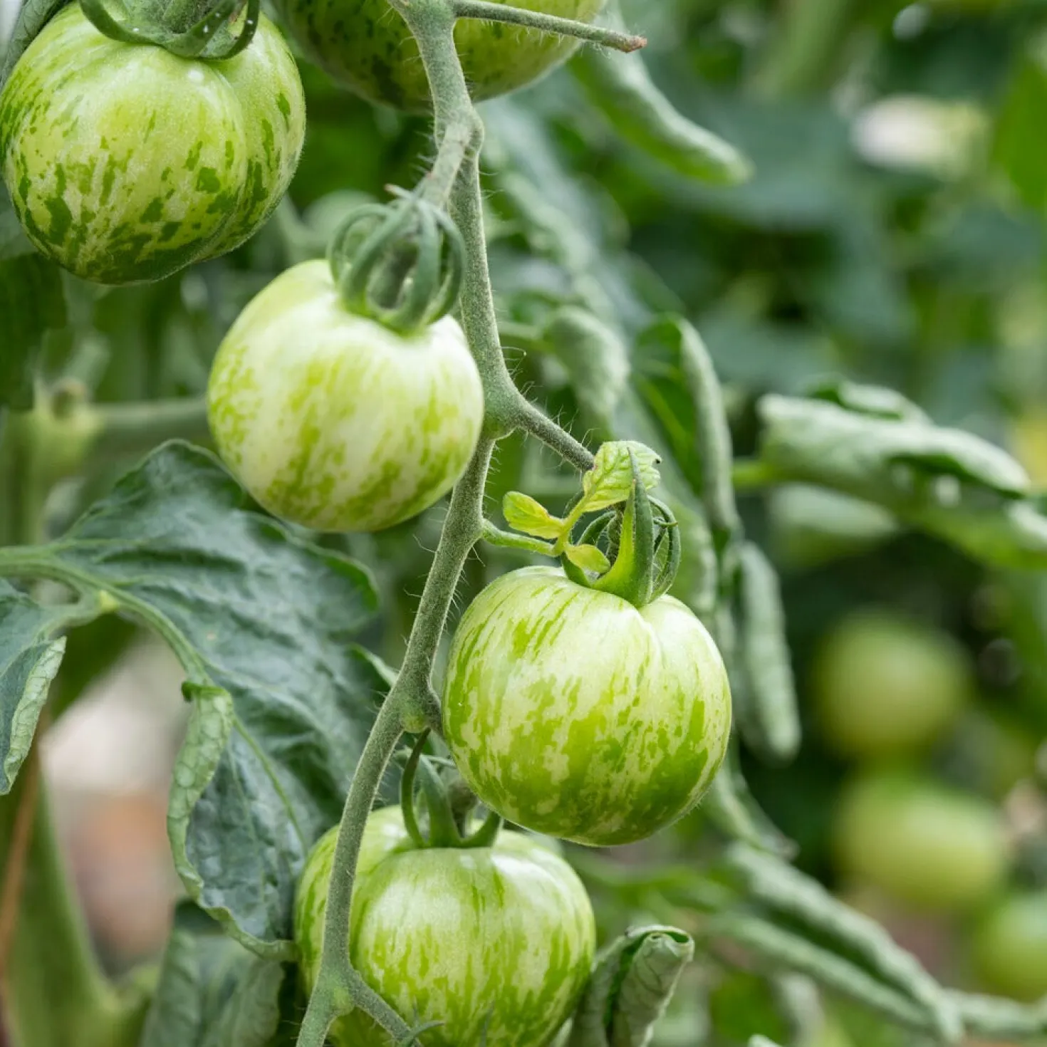 Tomate ‘Green Zebra’ - Grün gestreift, voller Aroma