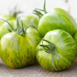 Tomate ‘Green Zebra’ - Grün gestreift, voller Aroma