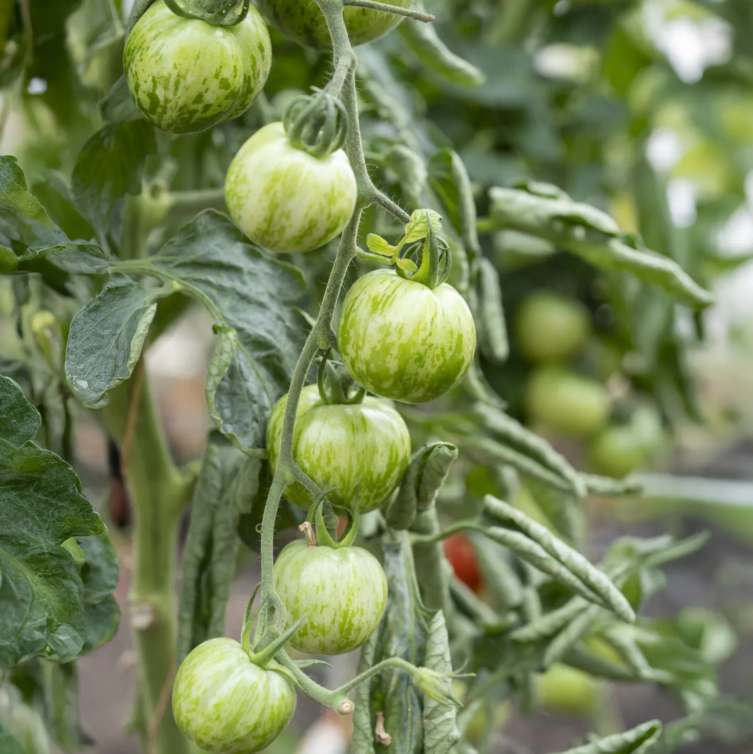 Tomate Green Zebra Pflanzen - Grün-gestreift und aromatisch