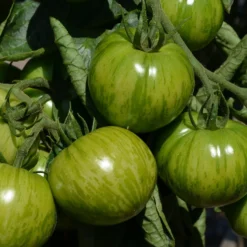 Tomate Green Zebra Pflanzen - Grün-gestreift und aromatisch