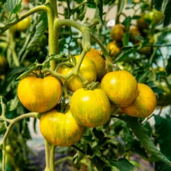 Tomate Green Zebra Pflanzen - Grün-gestreift und aromatisch
