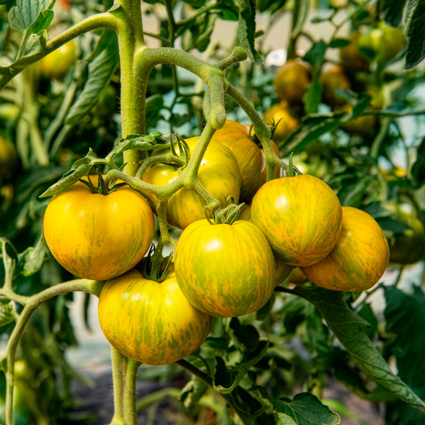 Tomate Green Zebra Pflanzen - Grün-gestreift und aromatisch