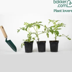 Tomate Green Zebra Pflanzen - Grün-gestreift und aromatisch