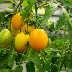 Tomate ‘Lemon Tree’ - Sonnengelb und aromatisch