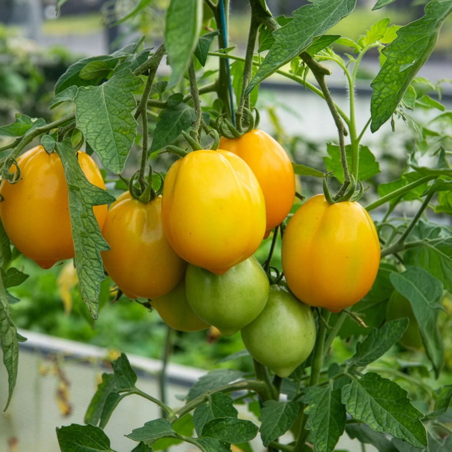 Tomate ‘Lemon Tree’ - Sonnengelb und aromatisch