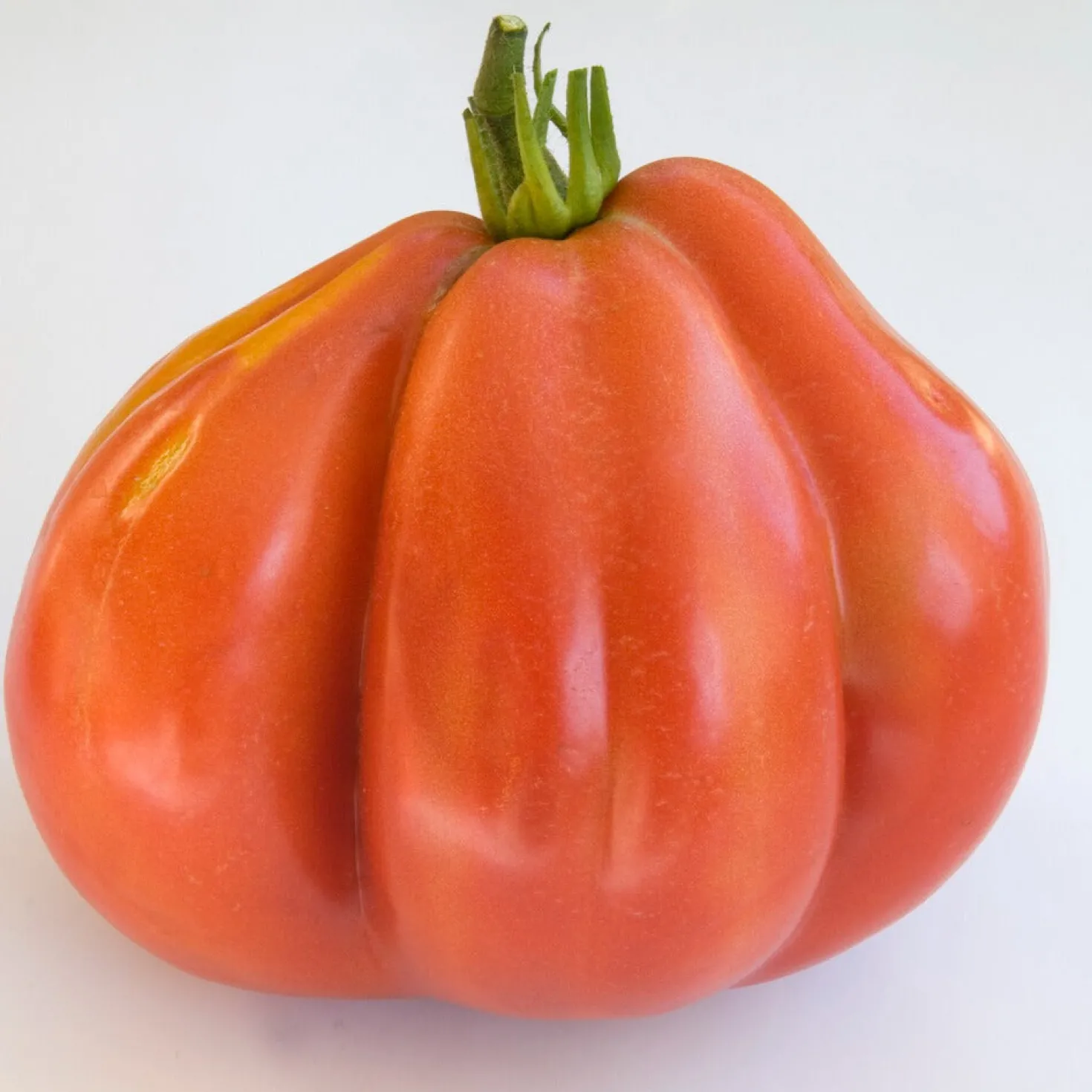 Tomate Liguria - Fleischig, süß, ertragreich