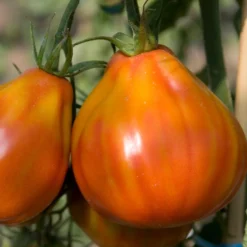 Tomate Liguria - Fleischig, süß, ertragreich