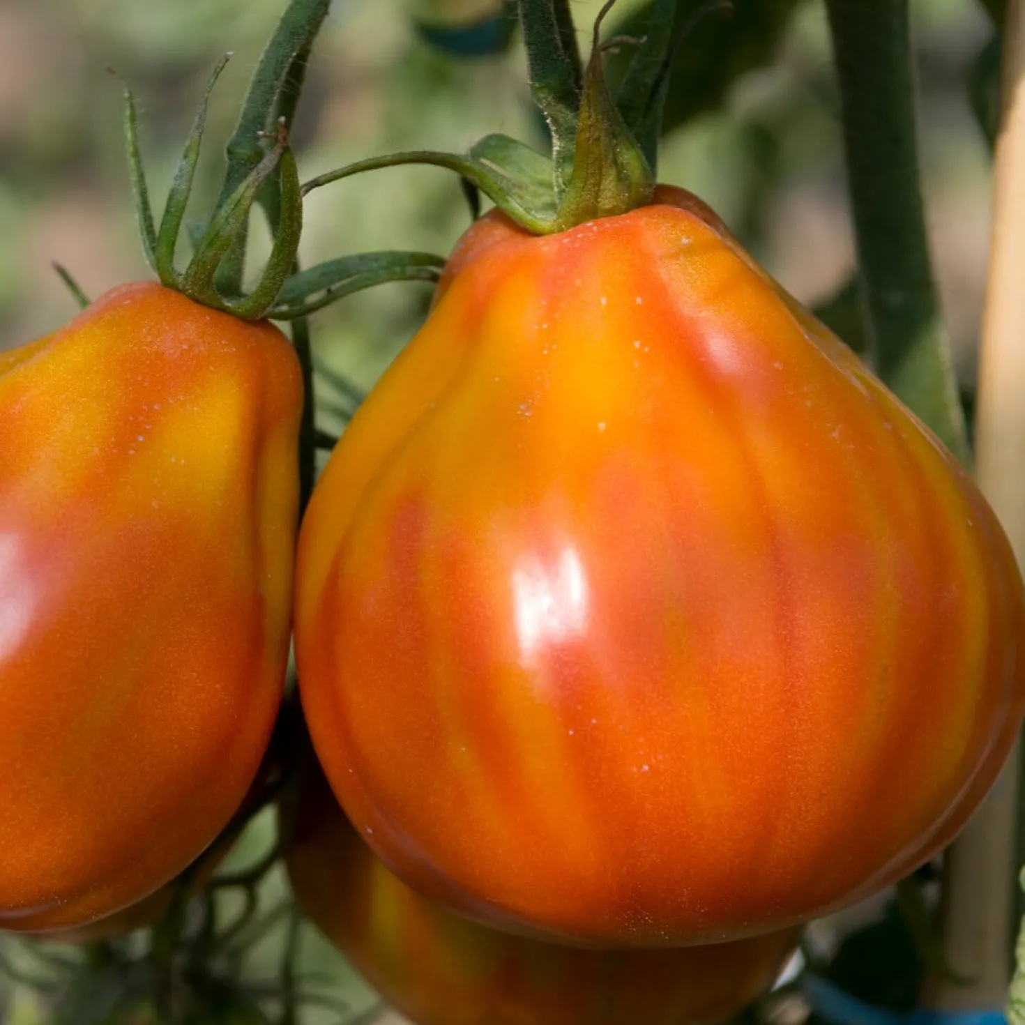 Tomate Liguria - Fleischig, süß, ertragreich