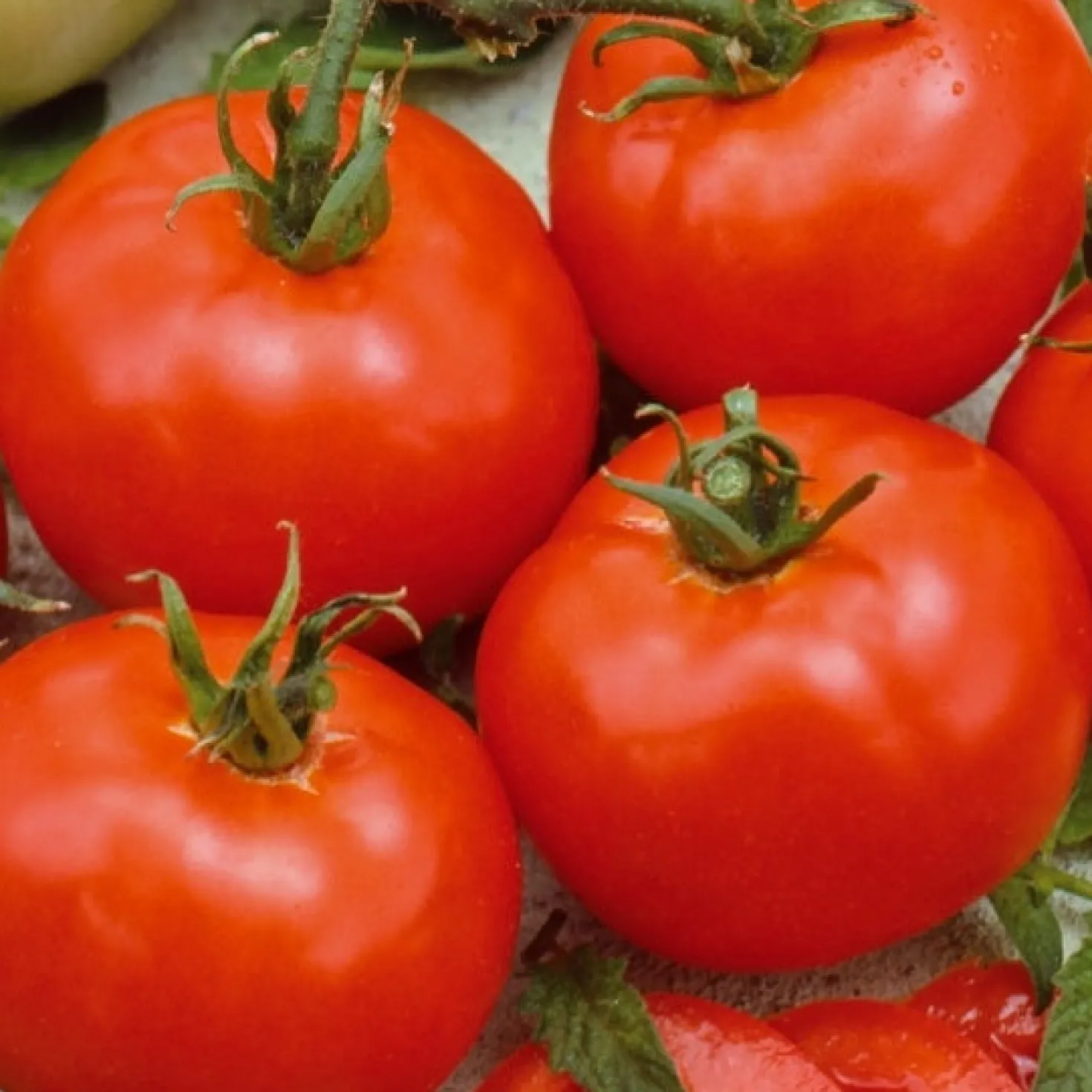 Tomate 'Moneymaker' - Volle Körbe voller Tomaten