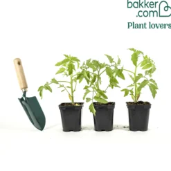 Tomate Montfavet F1 Pflanzen - Ernte reich und einfach