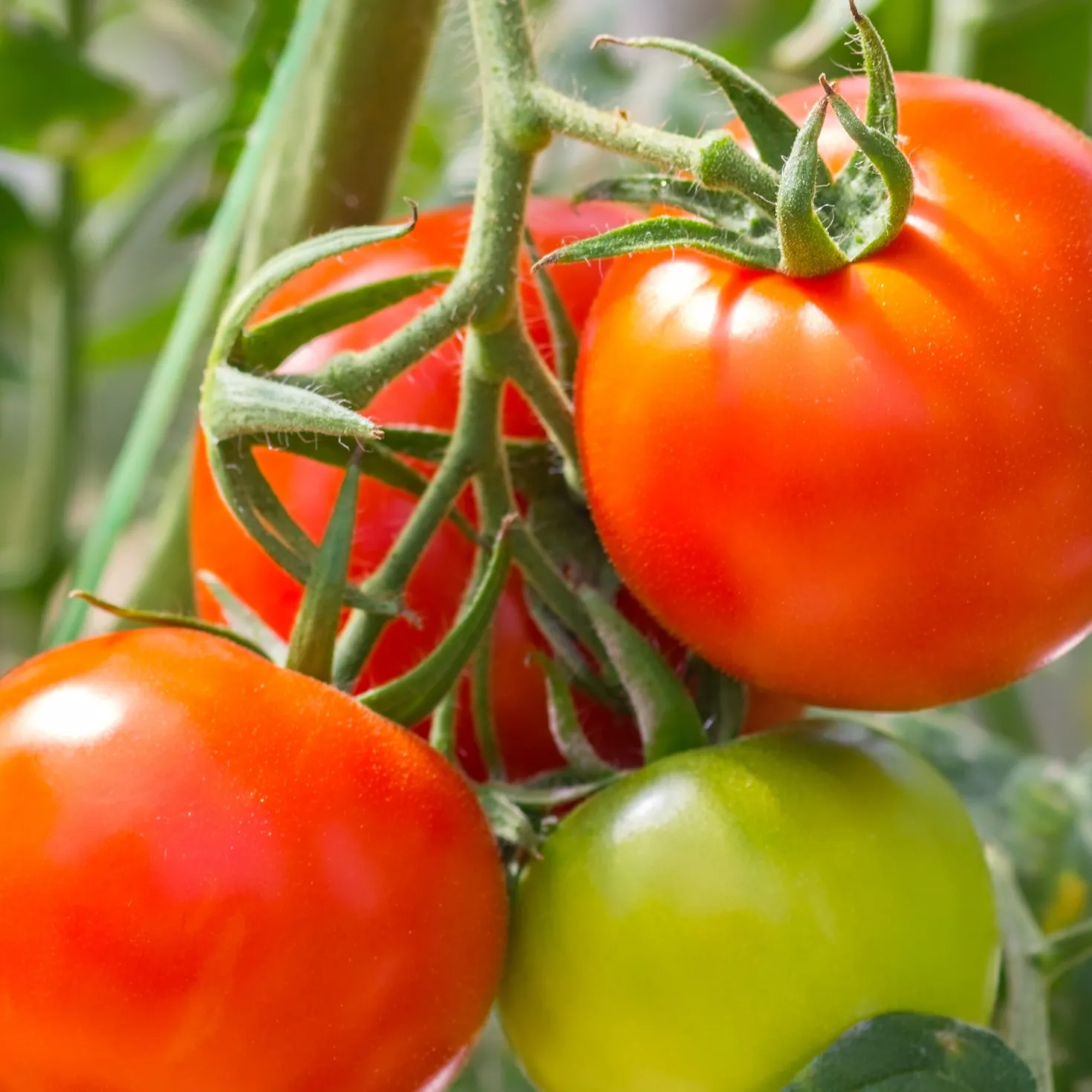 Tomate Montfavet F1 Pflanzen - Ernte reich und einfach