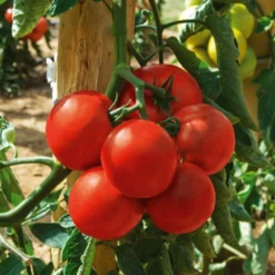 Tomate Montfavet 63/5 F1 - Reiche Ernte, robust