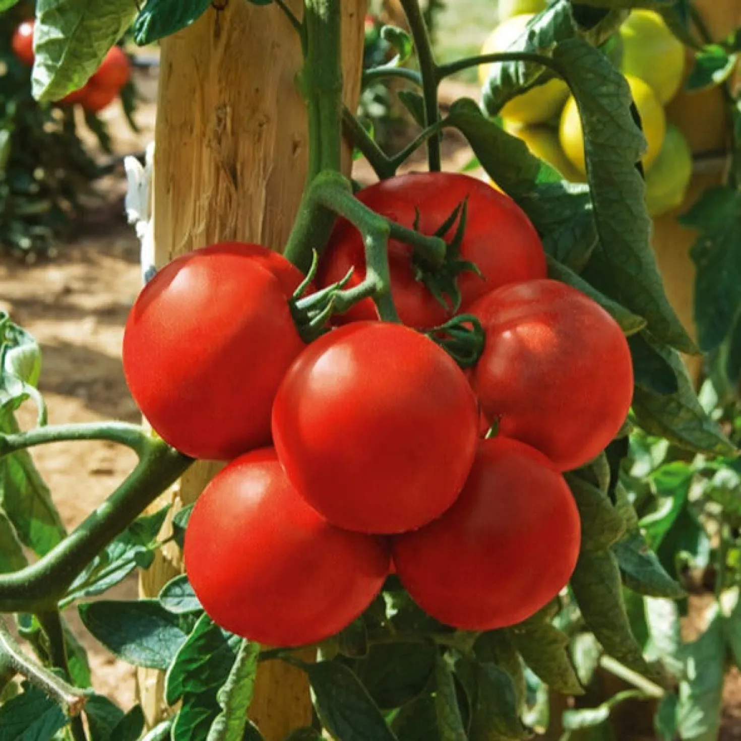 Tomate Montfavet 63/5 F1 - Reiche Ernte, robust