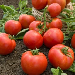 Tomate Montfavet 63/5 F1 - Reiche Ernte, robust