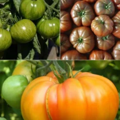 Tomaten-Kollektion original (x9) - Farbige Vielfalt für originelle Ernten