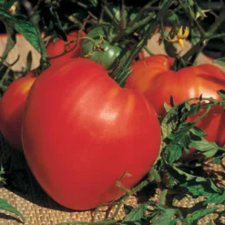 Tomaten-Kollektion 'Savoureuse' - Drei Sorten, ein Genuss