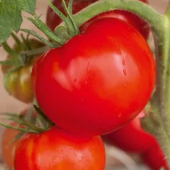Tomaten-Kollektion 'Savoureuse' - Drei Sorten, ein Genuss