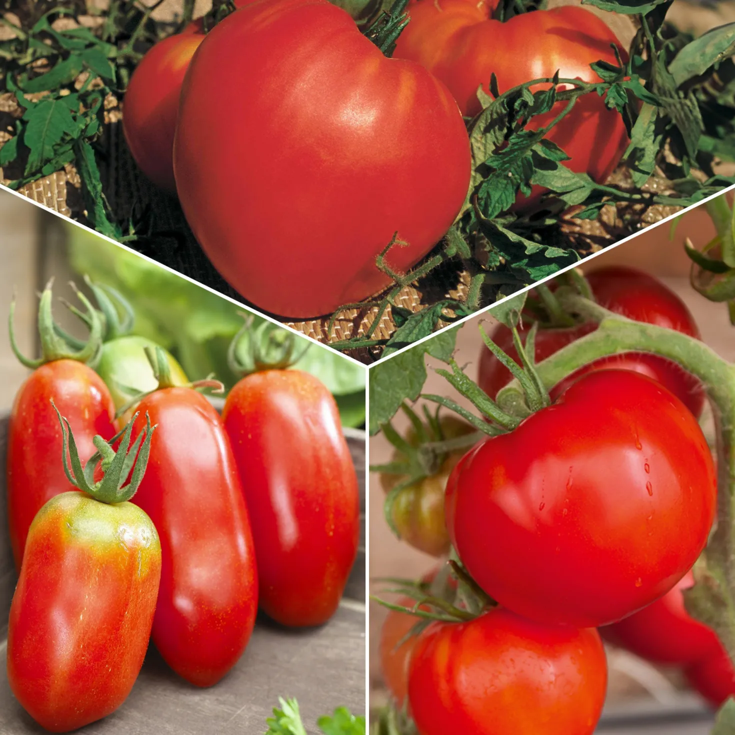 Tomaten-Kollektion 'Savoureuse' - Drei Sorten, ein Genuss