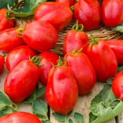 Tomaten-Kollektion (x4) - Vielfältige Auswahl für jeden Anlass