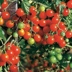 Tomaten-Kollektion (x4) - Vielfältige Auswahl für jeden Anlass