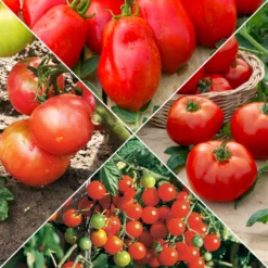 Tomaten-Kollektion (x4) - Vielfältige Auswahl für jeden Anlass