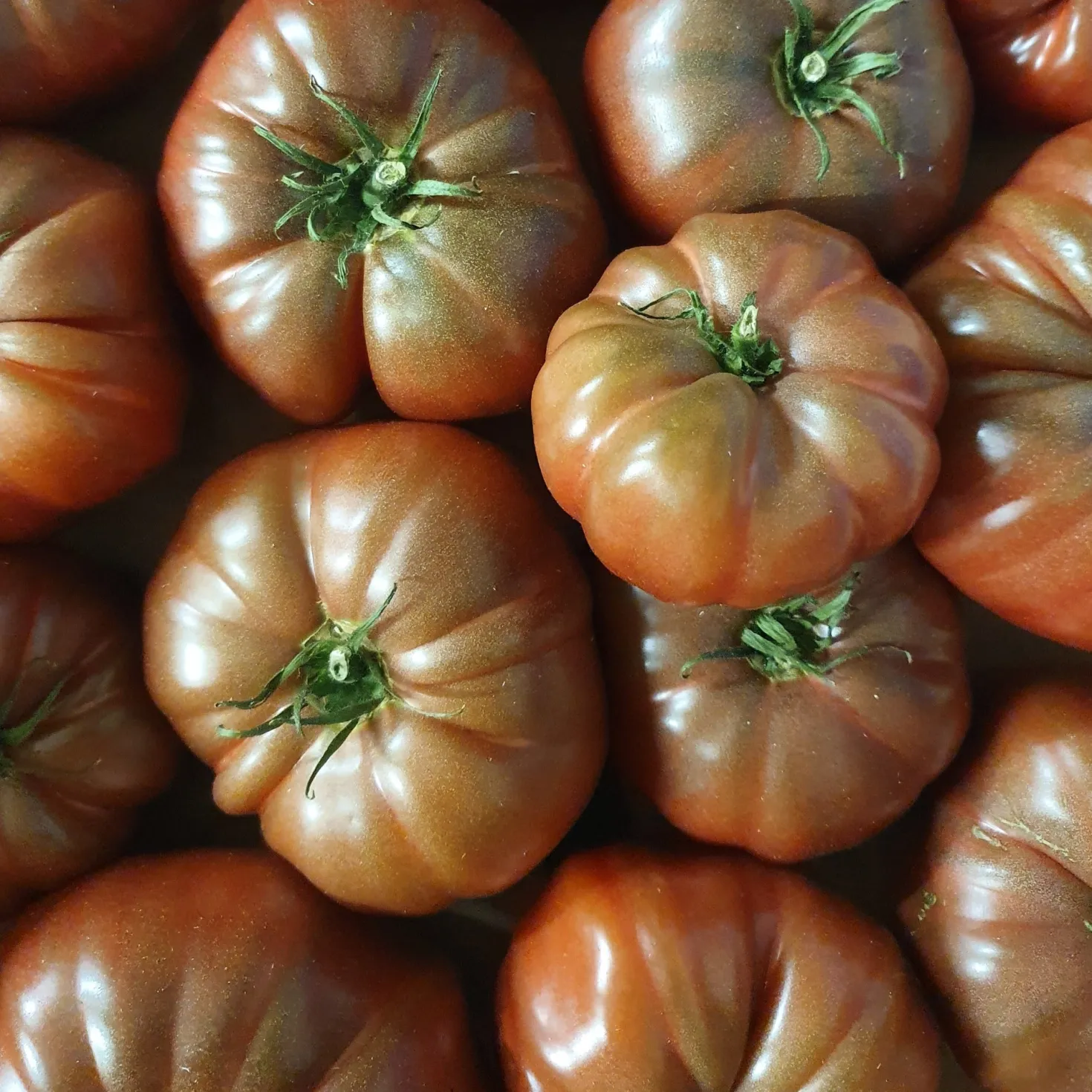 Tomate ‘Noire de Crimée’ - Süß, saftig, tiefdunkel
