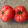Tomatenpflanzen ‘Marmande’ (x3) - Saftig, aromatisch, einfach