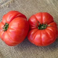 Tomatenpflanzen ‘Marmande’ (x3) - Saftig, aromatisch, einfach