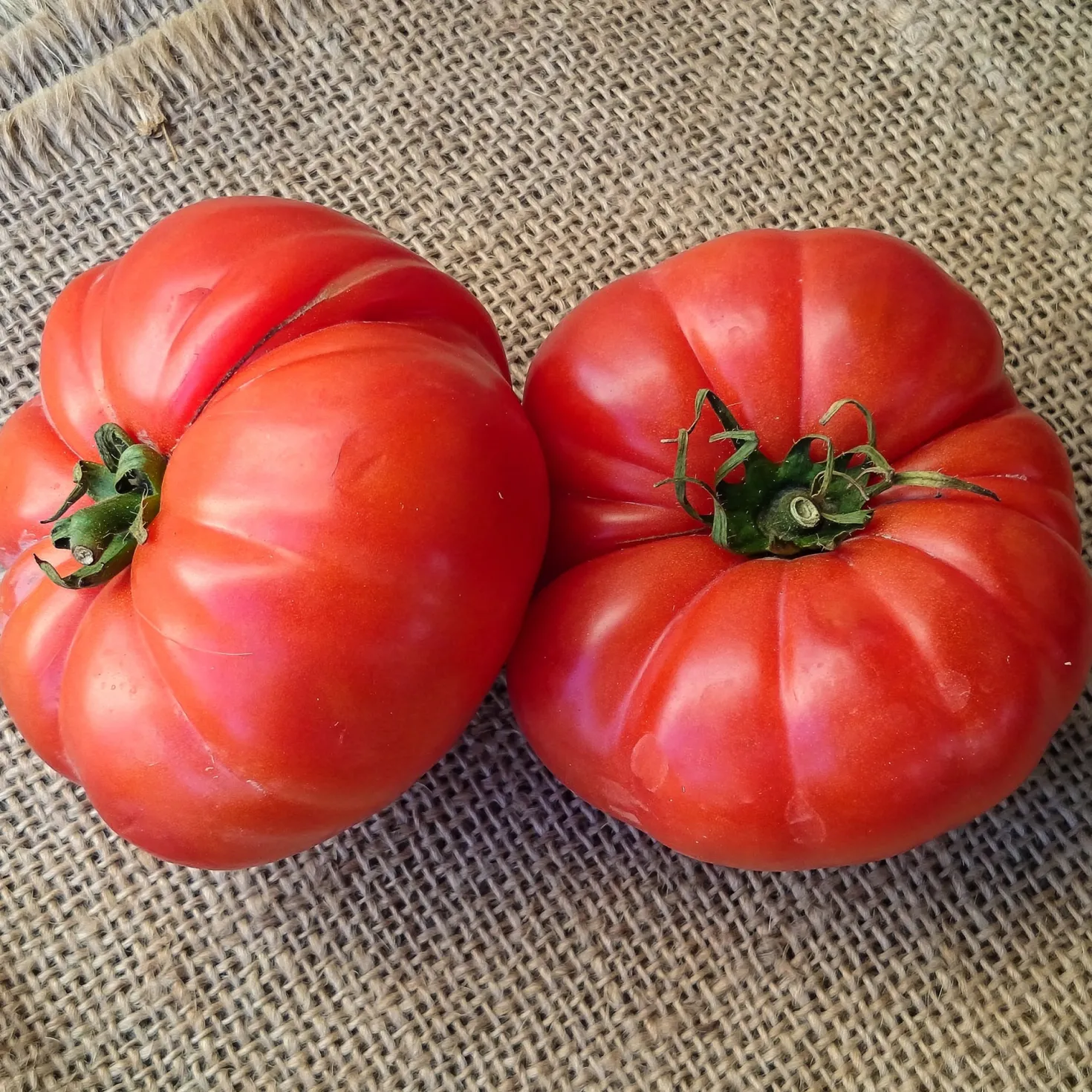 Tomatenpflanzen ‘Marmande’ (x3) - Saftig, aromatisch, einfach