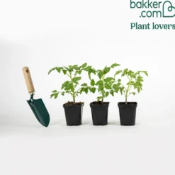 Tomatenpflanzen ‘Marmande’ (x3) - Saftig, aromatisch, einfach