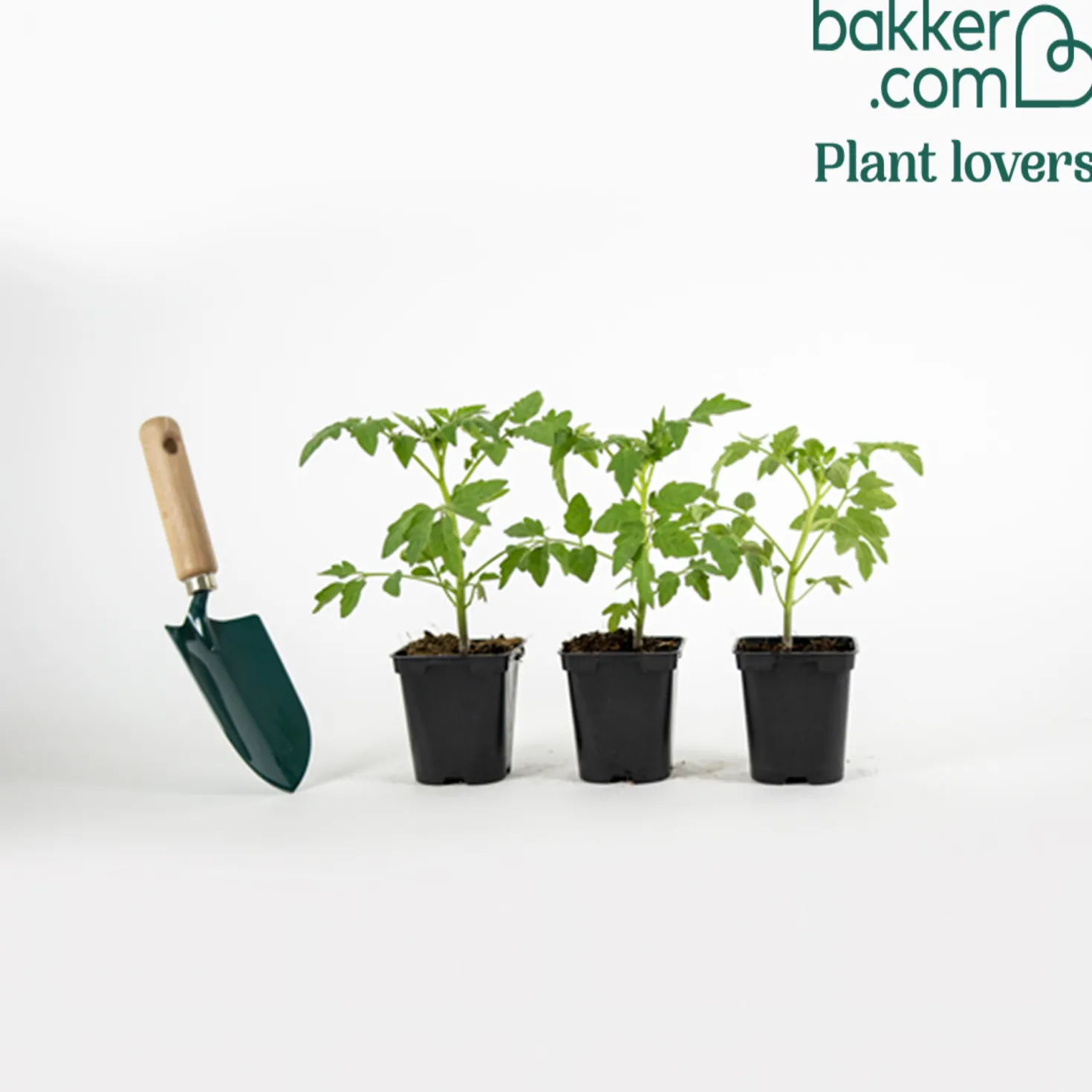 Tomatenpflanzen ‘Marmande’ (x3) - Saftig, aromatisch, einfach