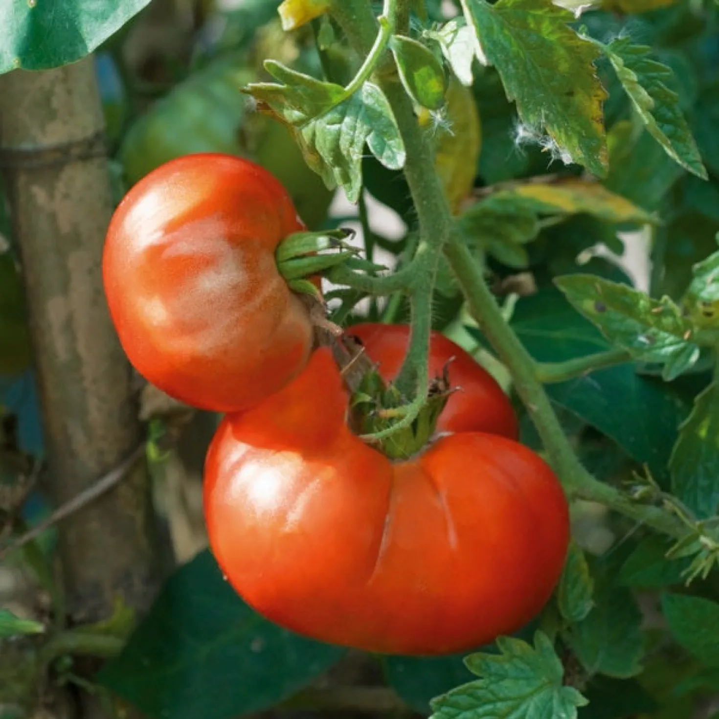Tomatenpflanzen ‘Marmande’ (x3) - Saftig, aromatisch, einfach