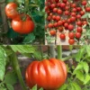 Tomatenpflanzen Mischung (x9) - Tomatengenuss aus 9 Klassikern