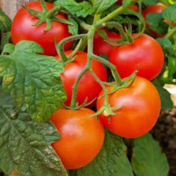Tomatenpflanzen ‘Premio’ F1 (x3) - Süße Tomaten den ganzen Sommer