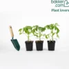 Tomatenpflanzen ‘Schwarze Krim’ (x3) - Dunkle Tomaten voller Aroma