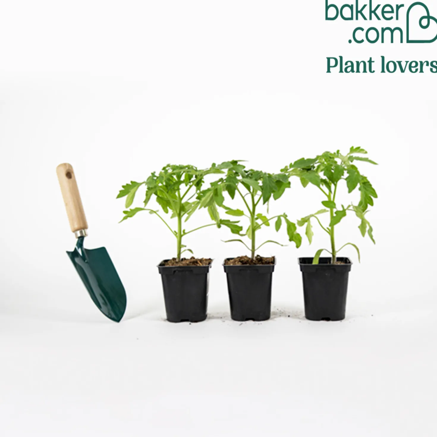 Tomatenpflanzen ‘Schwarze Krim’ (x3) - Dunkle Tomaten voller Aroma