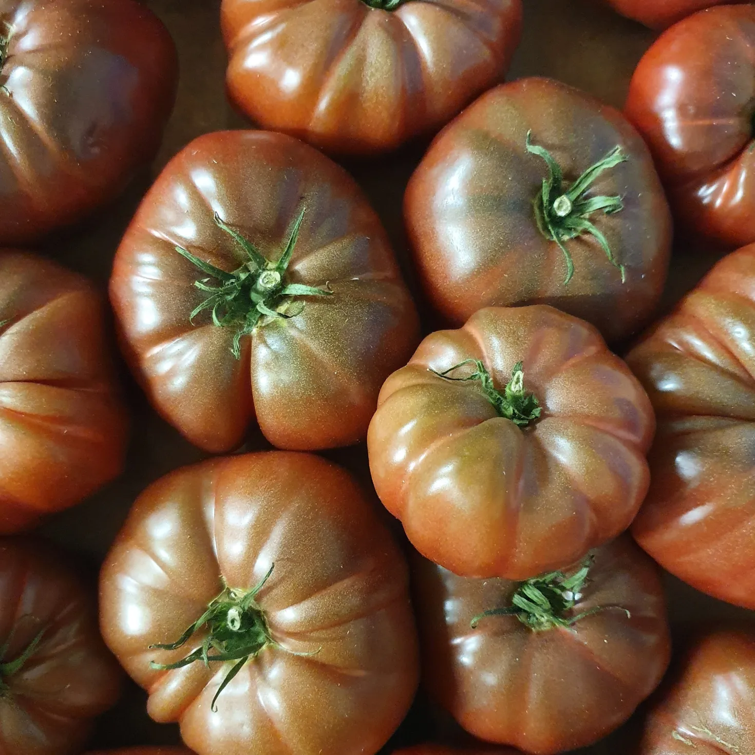 Tomatenpflanzen ‘Schwarze Krim’ (x3) - Dunkle Tomaten voller Aroma