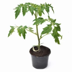 Tomate ‘Olivette Roma’ Pflanzen (x3) - Fleischig und voller Sonne