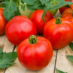 Tomate Pyros HF1 (Züchtung Clause) - Pralle Tomaten den Sommer lang
