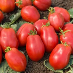 Tomate ‘Roma’ VF - Perfekt für Soßen