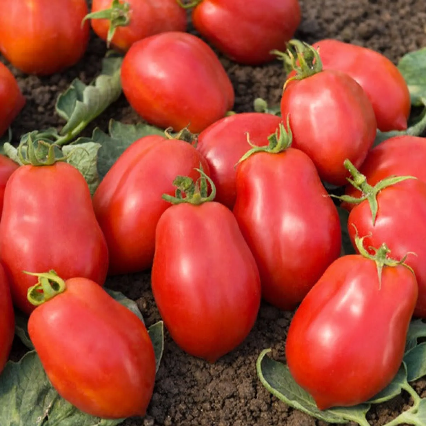 Tomate ‘Roma’ VF - Perfekt für Soßen