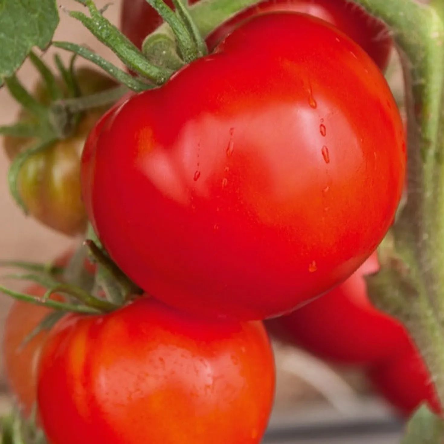 Tomate 'Saint Pierre' - Saftig, rot und einfach