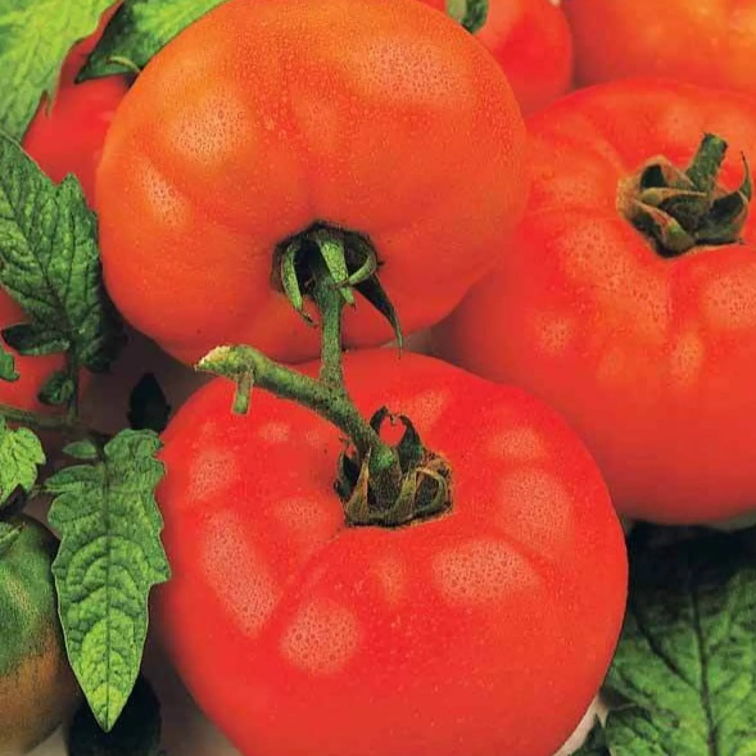 Tomate 'Saint Pierre' - Saftig, rot und einfach