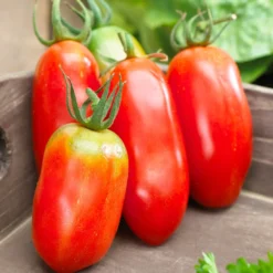 Tomate San Marzano 3 - Die Sauce-Tomate schlechthin