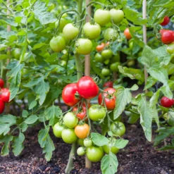 Tomate Vitador F1 - Reiche Ernte, wenig Mühe