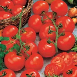Tomate Vitador F1 - Reiche Ernte, wenig Mühe