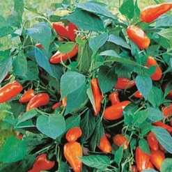 Topf-Paprika ‘Tangerine Dream’ F1 - Süße Snackpaprika im Topf