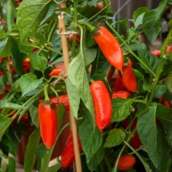 Topf-Paprika ‘Tangerine Dream’ F1 - Süße Snackpaprika im Topf