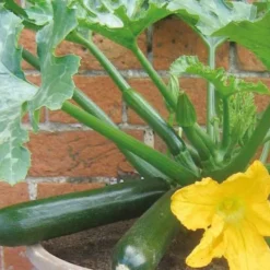 Topf-Zucchini ‘Patio Star’ F1 - Zucchini vom Balkon